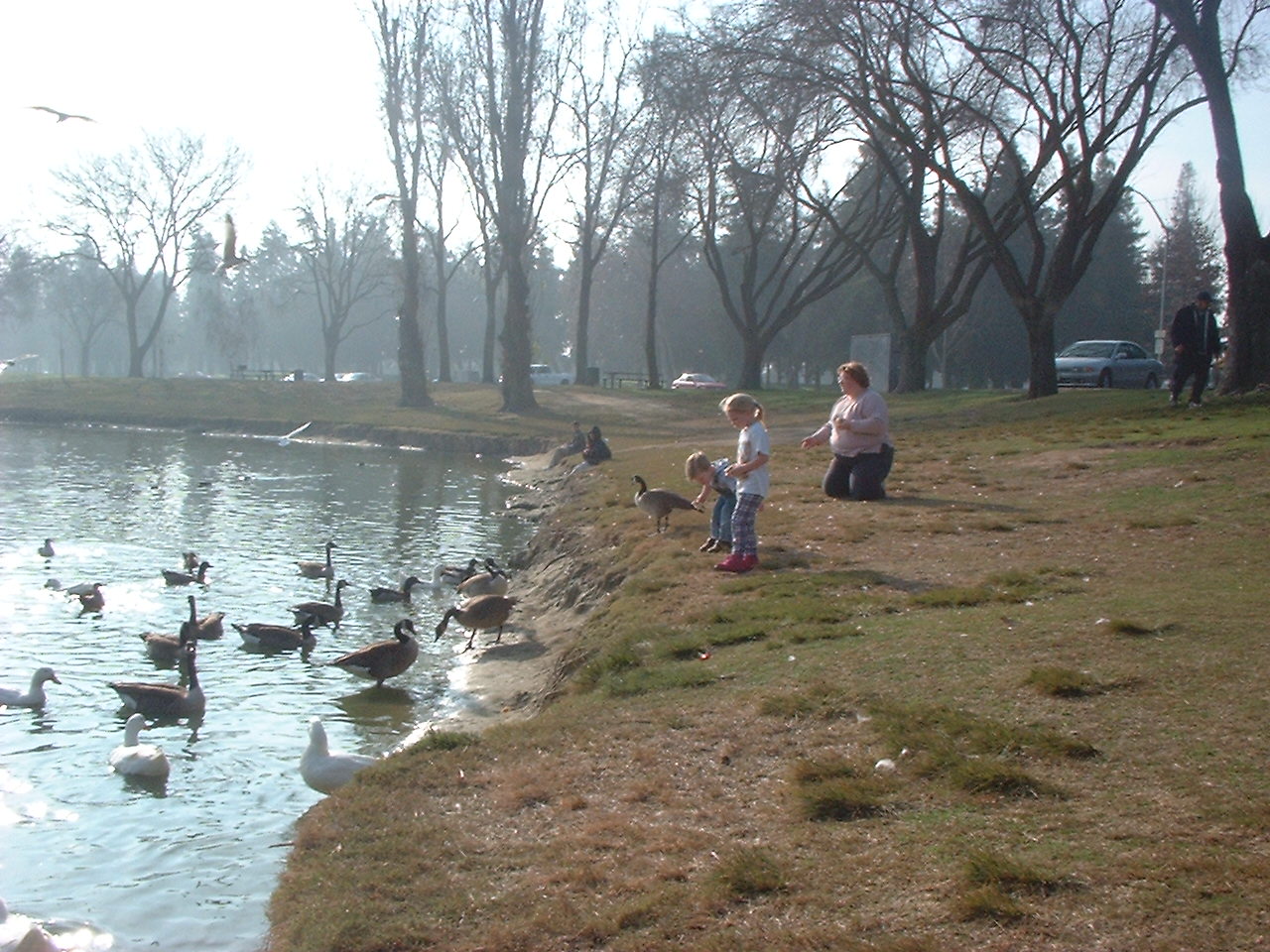 children feeding ducks in park